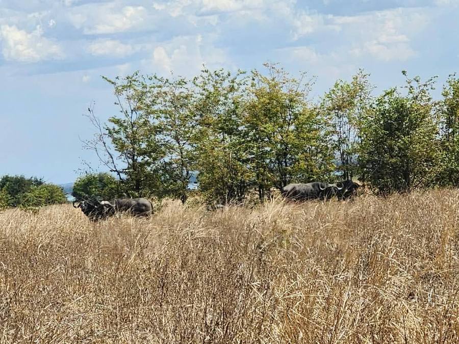 Cape buffalo grazing in tall dry grass below a line of trees, with water glinting in the distance.