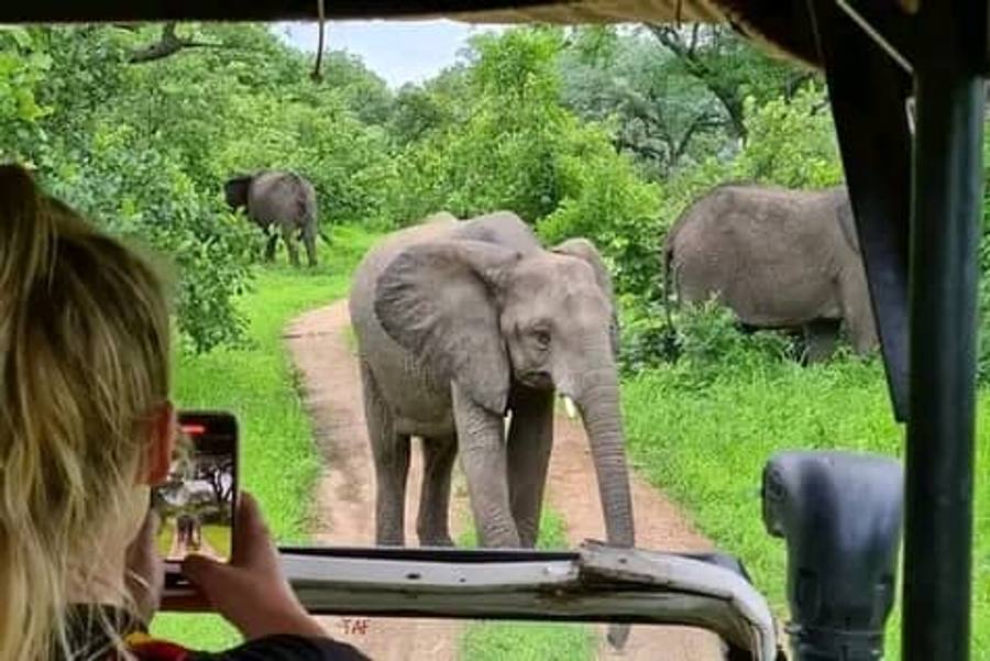 Elephants beside a track in Liwonde game reserve, seen past a visitor photographing them from a safari vehicle.
