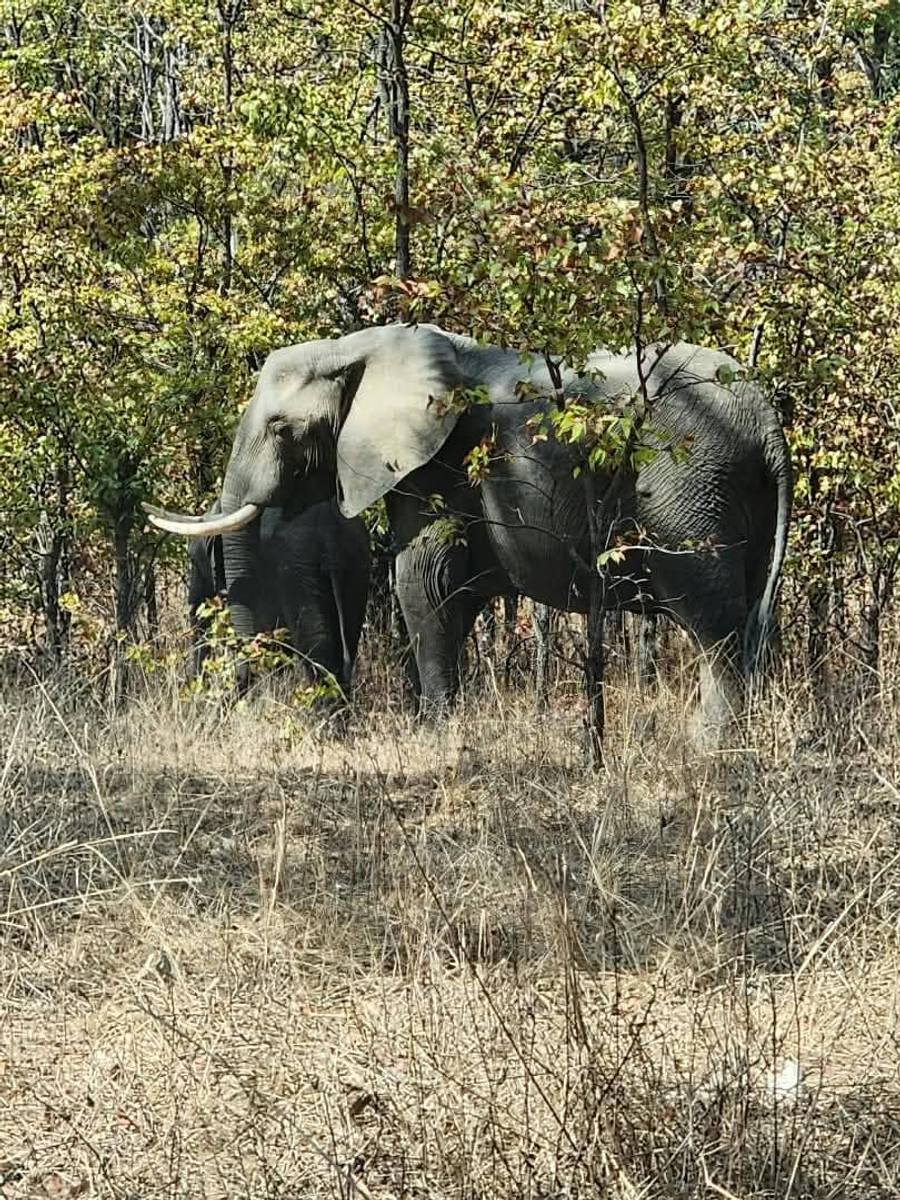 Two elephants standing in dry woodland at Liwonde game reserve.